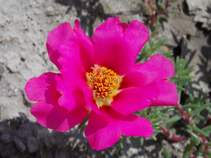 22.06.2013 - PORTULACA 2013