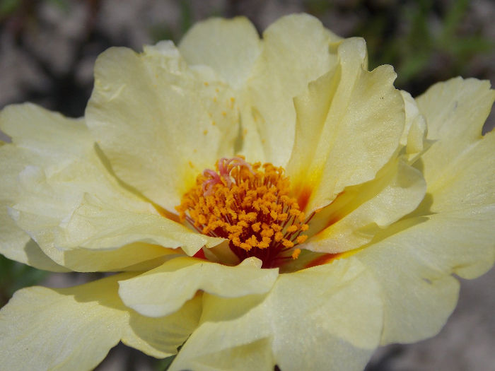 22.06.2013 - PORTULACA 2013