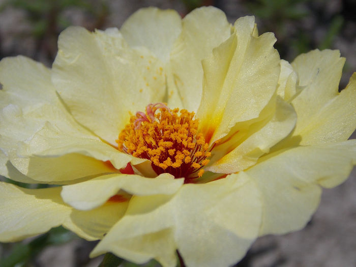 22.06.2013 - PORTULACA 2013