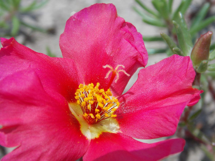 22.06.2013 - PORTULACA 2013