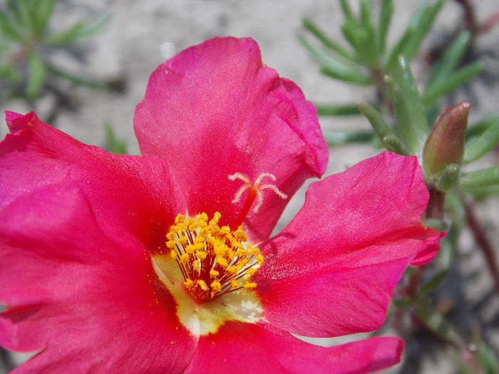 22.06.2013 - PORTULACA 2013