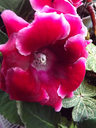 DSCF0041