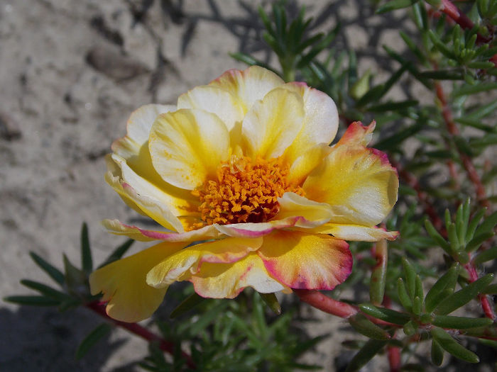 22.06.2013 - PORTULACA 2013