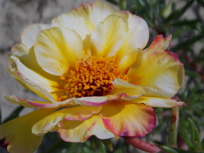 22.06.2013 - PORTULACA 2013