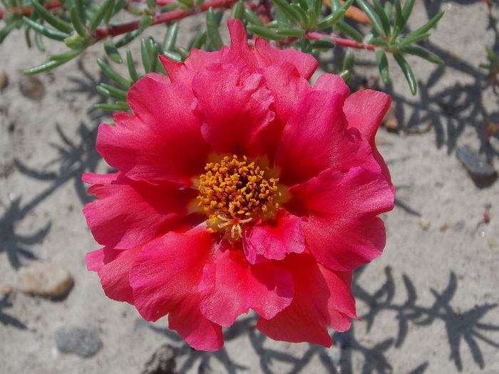 22.06.2013 - PORTULACA 2013