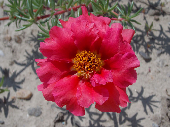 22.06.2013 - PORTULACA 2013