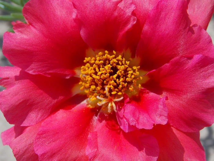 22.06.2013 - PORTULACA 2013