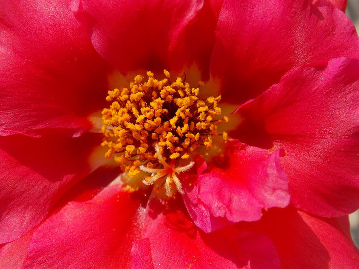 22.06.2013 - PORTULACA 2013