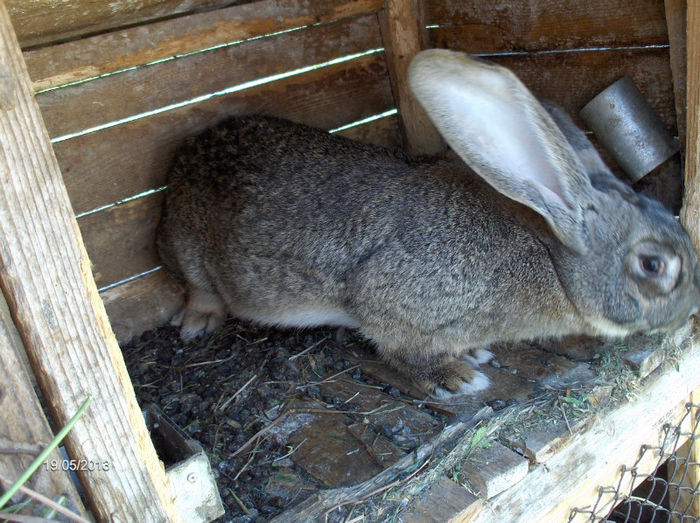 HPIM6495 - de vanzare iepuri urias german 2014