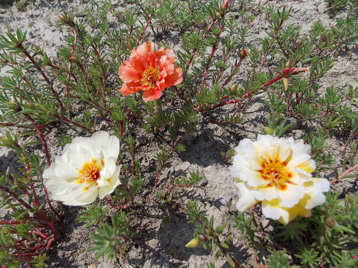 22.06.2013 - PORTULACA 2013