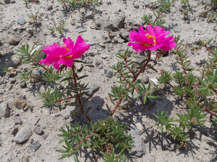 22.06.2013 - PORTULACA 2013