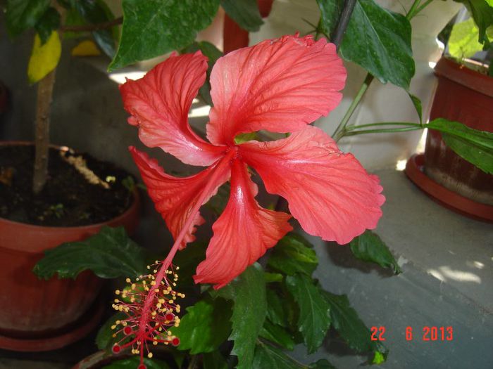 Picture 346 - 0 HIBISCUS