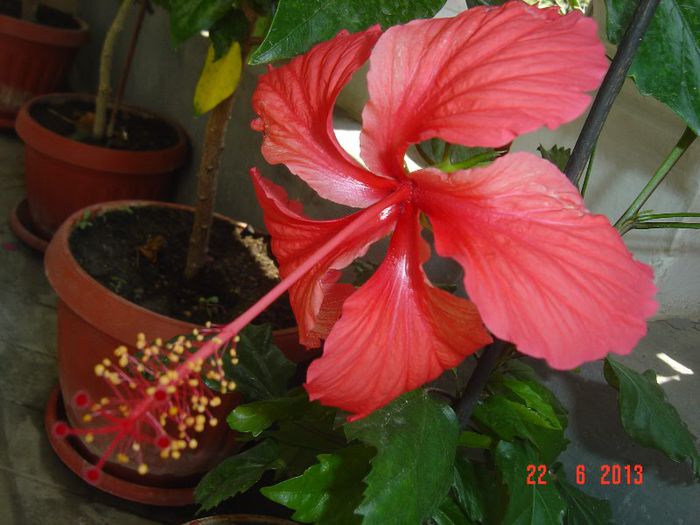 Picture 345 - 0 HIBISCUS