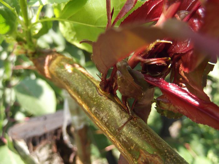 piersic rosu; am luat altoiul ditr-un pom de pe strada, avea si fructe, chiar daca nu vor fi cine stie ce de ei, vor da ceva culoare in corcodusu modificat in 3 soiuri de cais, piersic, nectarin si prun + piersic r
