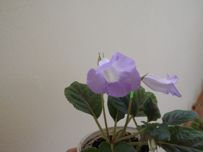 DSCF0044 - SINNINGII