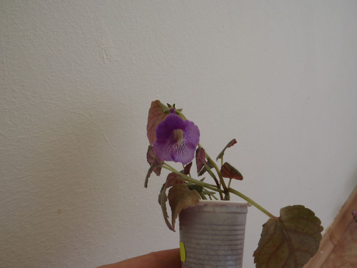 DSCF0046 - SINNINGII