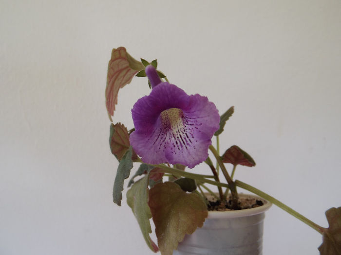 Cindy Ella - SINNINGII