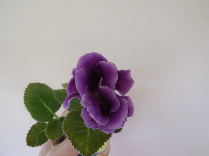 DSCF0049