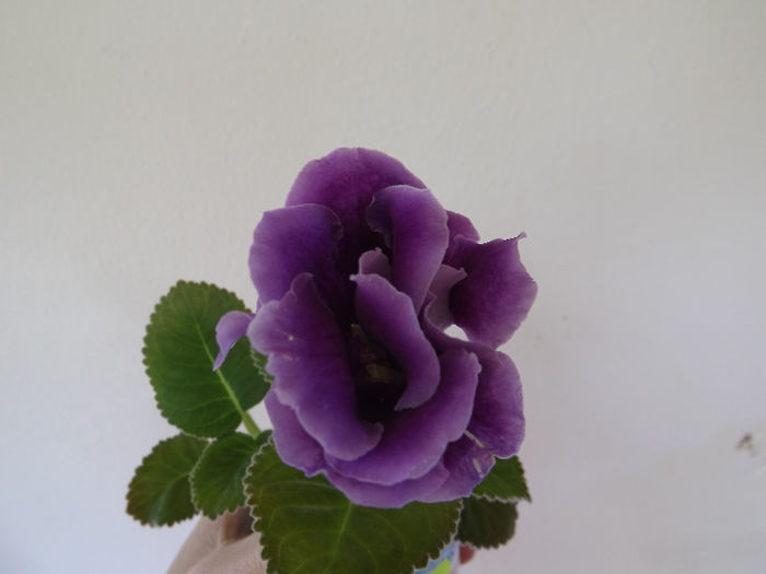 DSCF0050