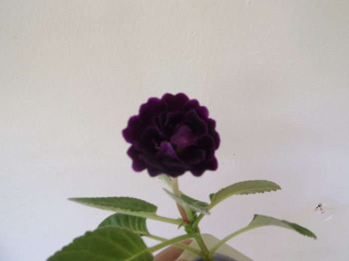 DSCF0051