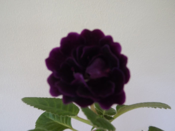 DSCF0053