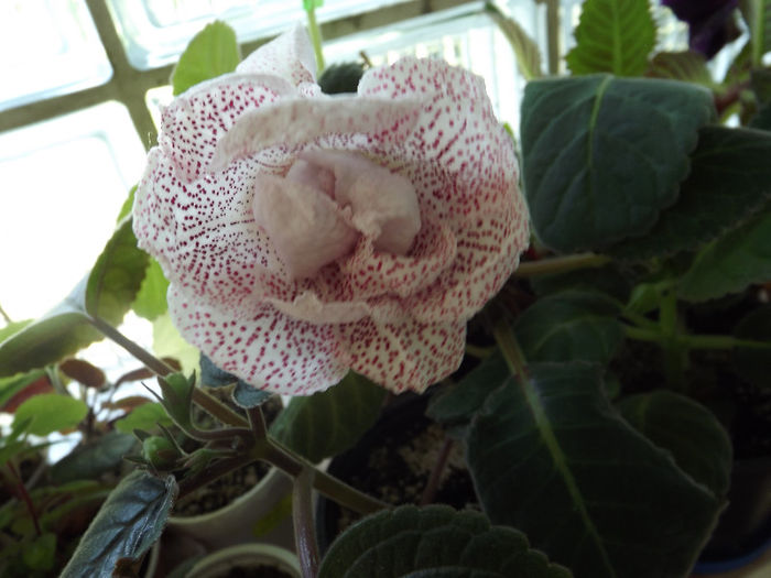 DSCF0078