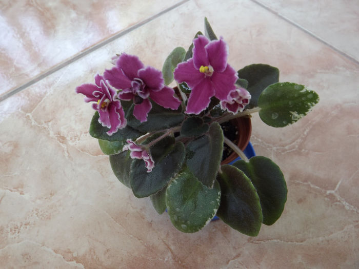 DSCF0096