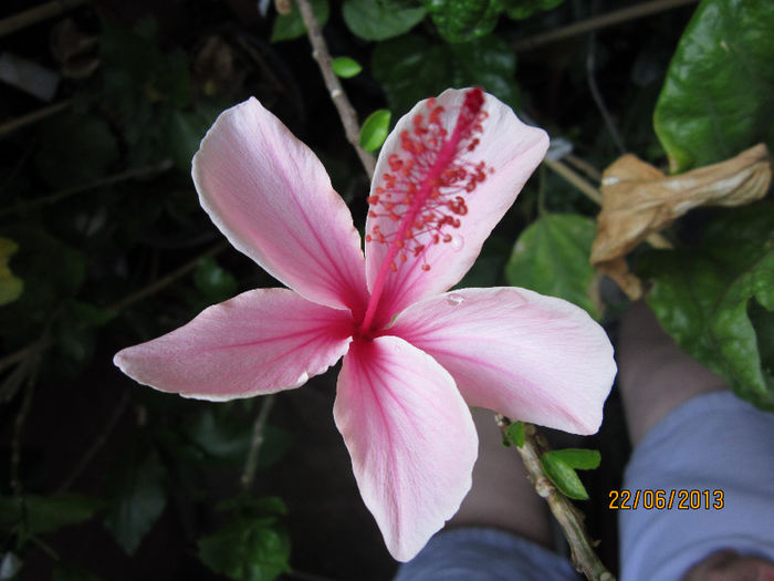 Picture 002 - pink wings