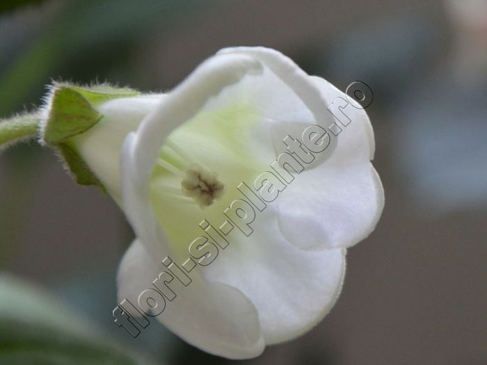 Gloxinia Sweet cream - GLOXINIA _ SINNINGIA