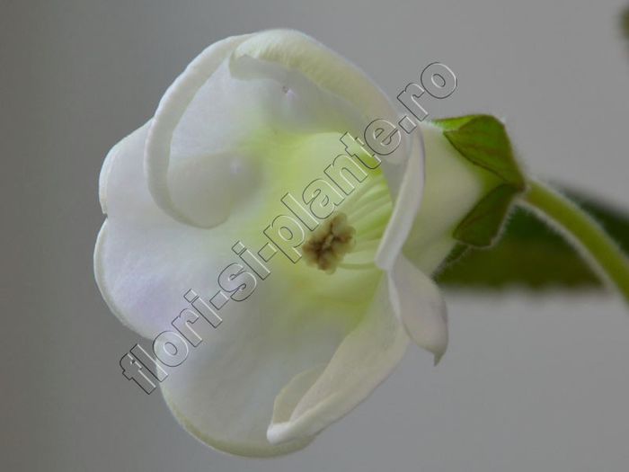 Gloxinia Sweet cream - GLOXINIA _ SINNINGIA