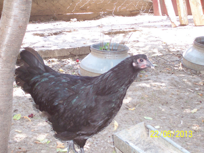 australorp - 2013 Pui