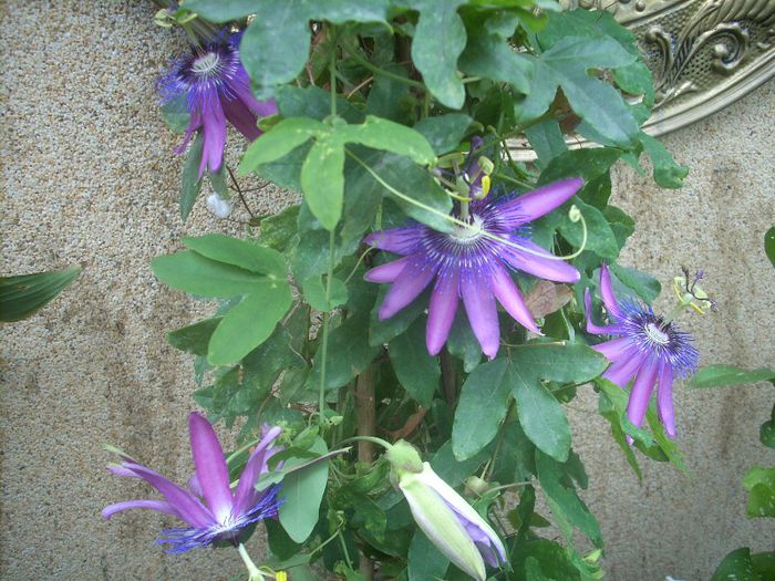 DSCN2893[1] - primavara 2013