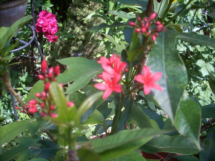 DSCN2903[1] - primavara 2013