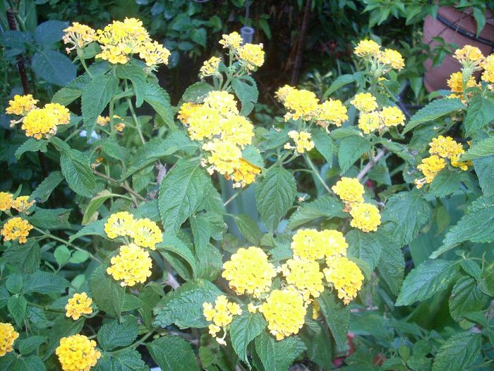 lantana galbena - primavara 2013