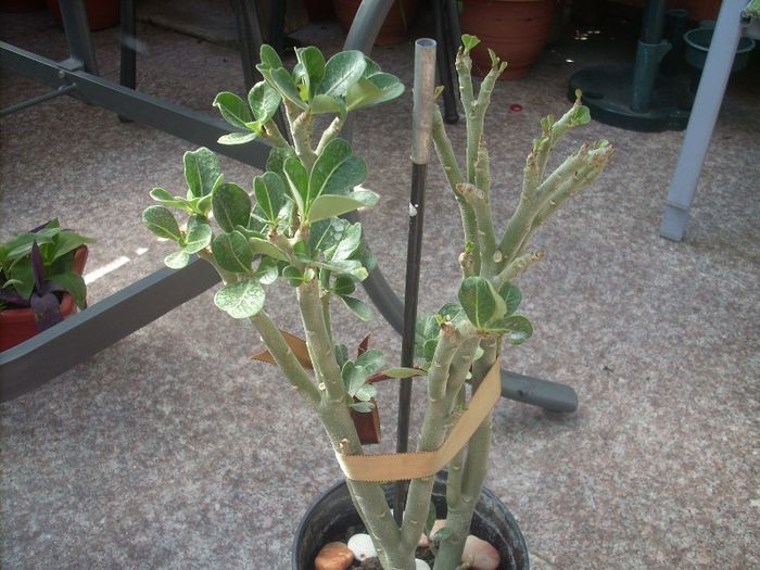 DSCN2929[1]; adenium cump.sunphoto/a inceput sa dea frunzulite..

