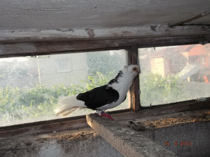 jucator  de constanta  mascul