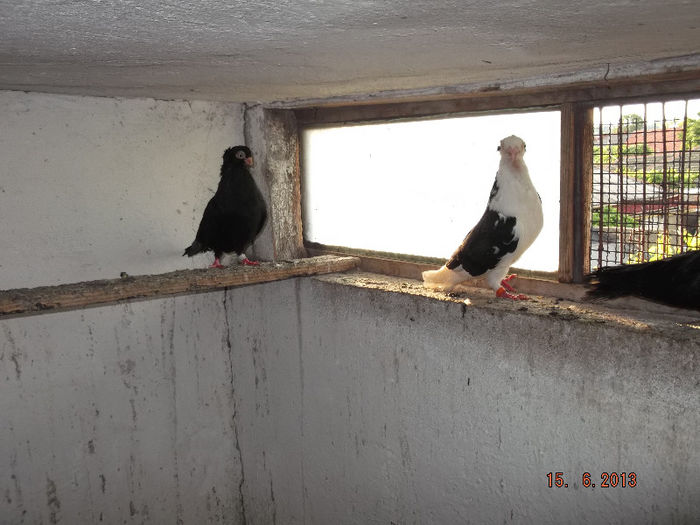 jucator  de constanta M  cazac