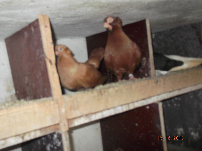 jucatori  de  constanta   galbena  si  rosu