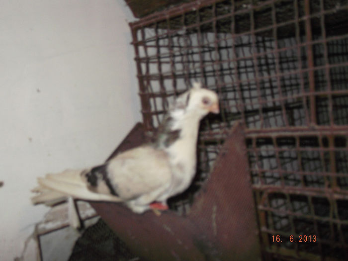 jucatori  de  constanta  F  laptie