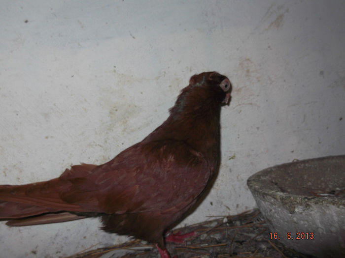 jucatori  de  constanta  F  rosie - E-jucatori de constanta