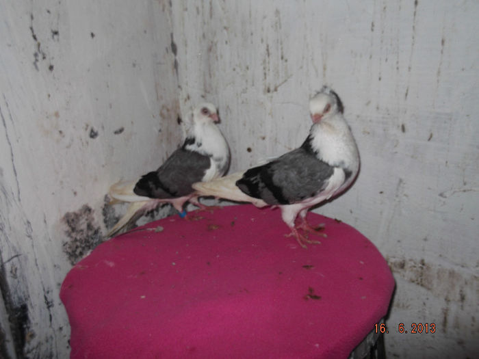 jucatori  de  constanta  viori