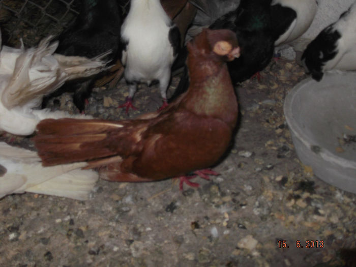 jucatori  de  constanta M rosu