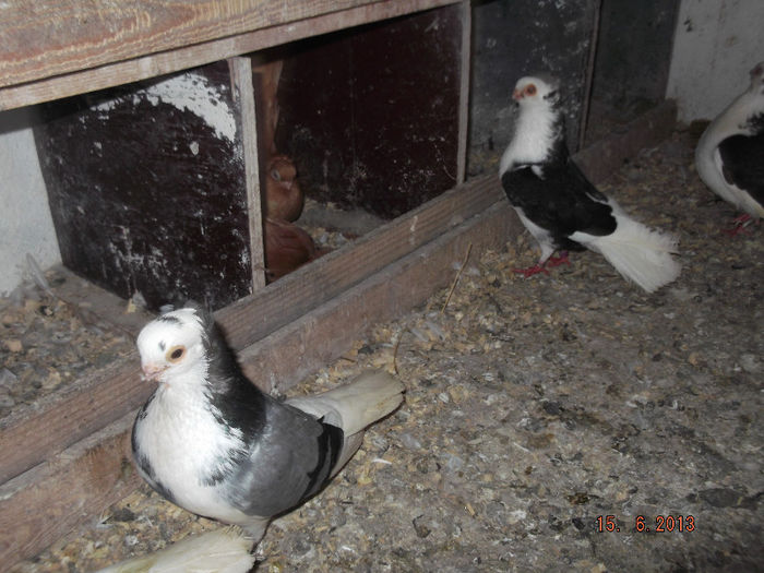 jucatori  de constanta