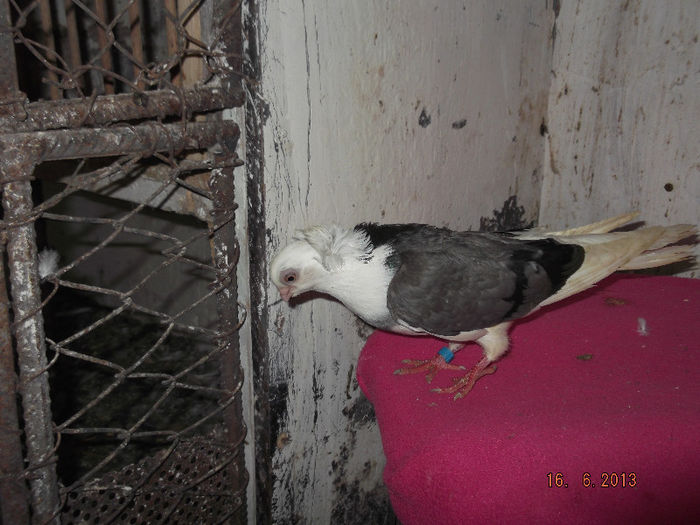 jucatori  de constanta    viorie  F