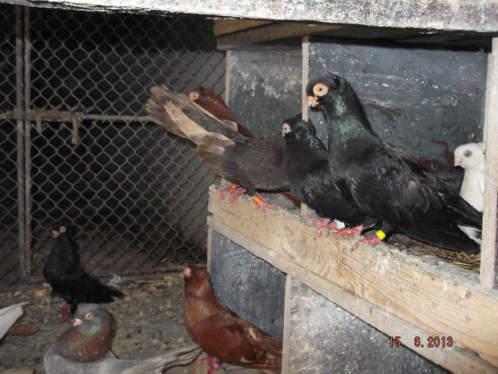 jucatori  de constanta  pereche  corbi