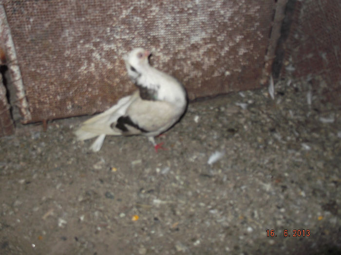 juctor  de  constanta