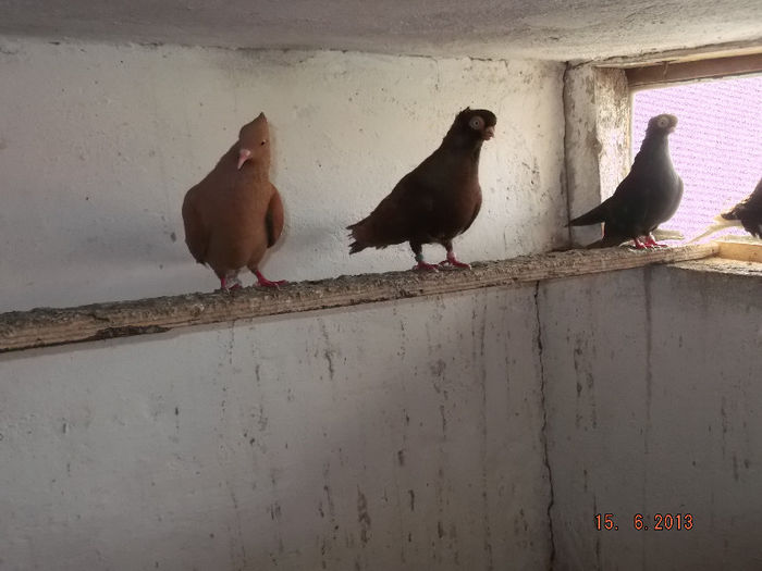 juvatori  de  constanta  pana simpla  corbi