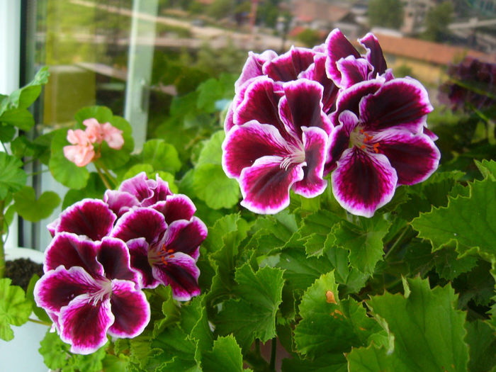 P1080925 - FLORI 2013