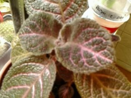 Kee-Wee - Episcia 2013