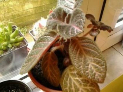  - Episcia 2013